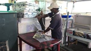 RGCA GIFT TILAPIA SEED PACKING