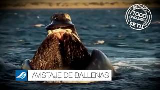AVISTAJE DE BALLENAS - SETIL VIAJES Y TURISMO