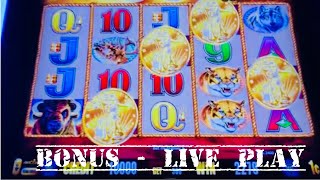 Live from Pechanga Buffalo Gold Slot Machine 4 Coin Trigger Bonus