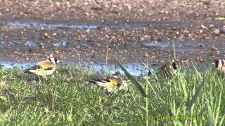 STEGLITS European Goldfinch  (Carduelis carduelis)  Klipp - 238
