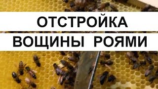 Пасека #25 Как рои тянут вощину - ОТСТРОЙКА ВОЩИНЫ РОЯМИ. Пасека. Пчеловодство.