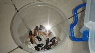 Breeding Blatta lateralis
