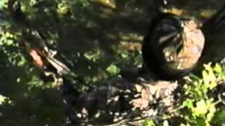 Legends of bowhunting (old classic bowhunting videos)