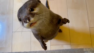 へちまの種を鼻にひっつけて大興奮するカワウソ Loofah was the best plaything for otters!