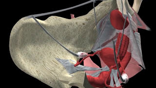 Anatomía Sexual Femenina en 3D - Aplicación disponible para iPAD y iPhone