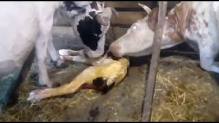 Очередной отёл коровы)) пополнение в хозяйстве, отелилась белка, новая жизнь