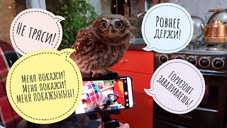Сова сидит на стриме. Или стоит? Сова стримит!