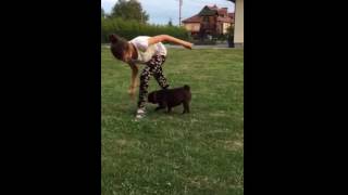 Mopsar i Polen 2016
