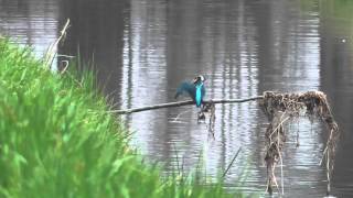 Vroege Vogels - Badderende ijsvogel