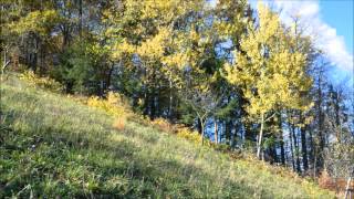 Stihl FS 350 - brush cutting timelaps