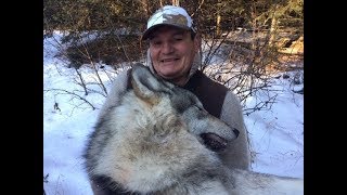 Trapping Wolves in Alberta