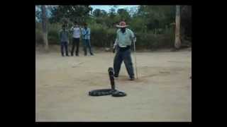 SNAKE NARESH CATCHING KING COBRA