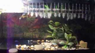 Acquario tartarughe d'acqua dolce