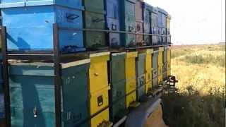 Platforma apicola ( Trailer hives )