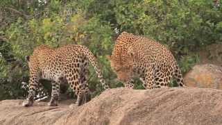 Mating Lions & Leopards