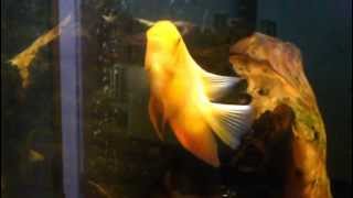 My Gold Severums