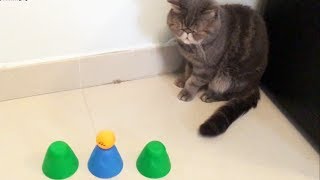 貓星人多多挑戰估乒乓波遊戲 MORE MORE KITTY plays cup game