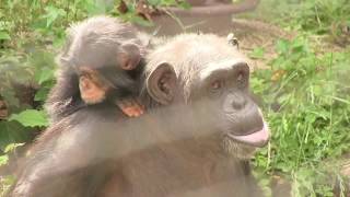 チンパンジー 双子の赤ちゃん111  Chimpanzee twin baby