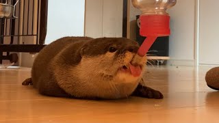 カワウソさくら ぺろぺろするカワウソが可愛い otter licking is cute
