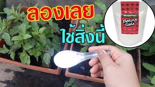 เคล็ดลับ!! ดูแลผักให้งาม บำรุงดิน บำรุงผัก ไล่มดเกลี้ยงด้วยสิ่งนี้เลย