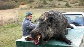 caccia cinghiale" Gruppo cacciatori di Barete"