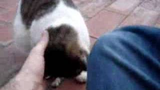 CATTTTT NEAR ME