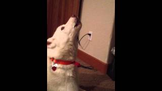 Floortime with Kuma
