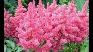 АСТИЛЬБА - сеем семена, как вырастить.