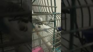 Мои удивительные попугаи + музыка