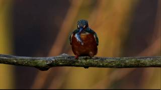 Eisvogel fängt Stichling