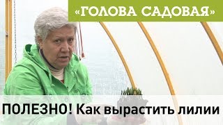 Голова садовая - ПОЛЕЗНО! Как вырастить лилии