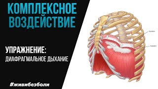 Диафрагмальное дыхание | Комплексное воздействие на весь организм и нормализация акта дыхания
