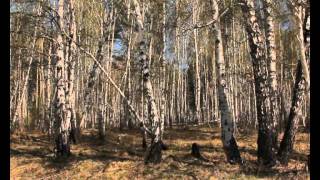 Пенюшкин: Лесной кодекс нужно изменить