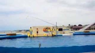 美ら海水族館「イルカショー」