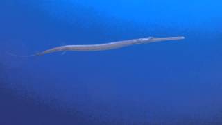 Dive Club Italiano - Pesce Trombetta