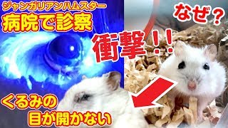 緊急！左目が開かなくなり病院へ！診察中飛び出す目ん玉にママ絶句…ジャンガリアンハムスターの目はどうなっちゃうの?❓Djungarian Hamster goes to Hospital