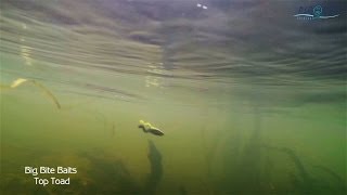 Big Bite Baits Top Toad in action underwater (под водой)