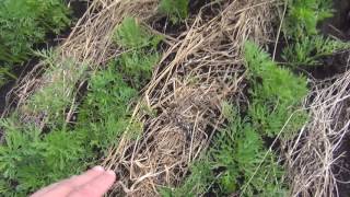 Морковка на 28 июня 2017 урожайный огород сад и огород выращивание моркови морковь