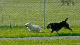 When Do You Know When Your Dog is Ready to Be OFF LEASH?