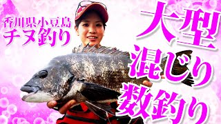 初夏チヌ攻略、大型混じりの数釣り～香川県小豆島　前編