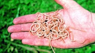 !!!Борьба с Паразитами!!!|!!!Bor'ba s Parazitami!!!