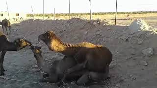 Camel mating