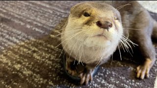 カワウソが必死に言い訳をしている様をご覧ください Watch the otter desperately making excuses!