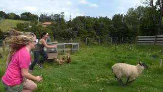 Castrating and catching the sheep