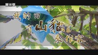 【民視異言堂】我的田有山貓來作客