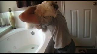 How to give a cat a bath without killing yourself (or the cat)
