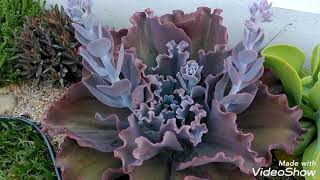 Echeveria 'Mauna Loa' Gigante...Corto as hastes Florais? Você Cortaria?