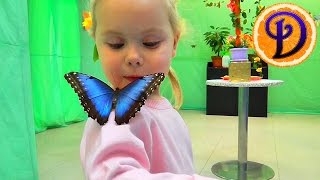 Живые тропические бабочки зимой Едем на выставку Видео для детей