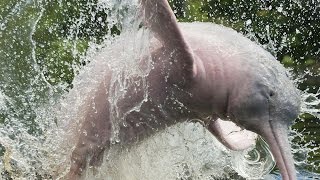Плавание с дельфинами. Амазонский розовый дельфин. Амазонка, Бразилия. Swimming with the dolphins