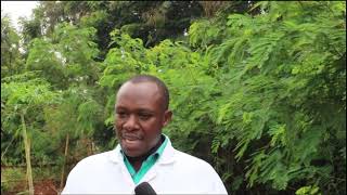 LA CULTURE DU GOMBO AU BURUNDI